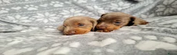 Miniature Dachshund dogs for sale: ❤️Beautiful daschunds babys❤️ - Advert 2