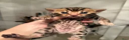 Bengal cats for sale: Outstanding Little Leopards 🐆  - Advert 4