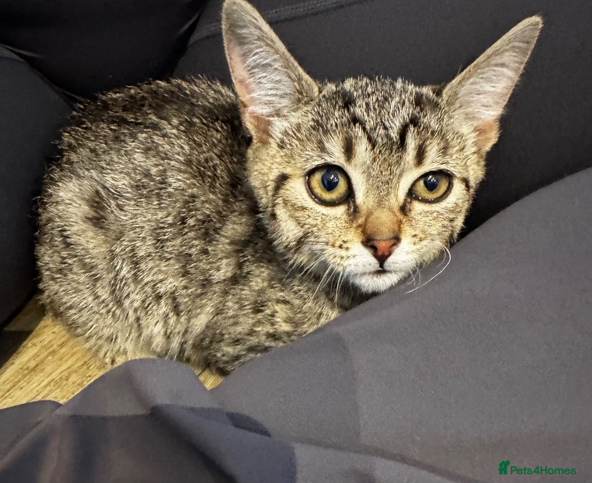 Domestic Shorthair cats Adorable kitten for adoption - Advert 4