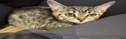 Domestic Shorthair cats for sale: Adorable kitten for adoption in Wallington - Advert 1