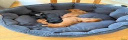 Cocker Spaniel dogs for sale: Litter of Cute Cocker Spaniels in Liverpool - Advert 22