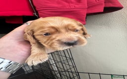 Sprocker dogs for sale: Cocker spaniel pups  - Image 11