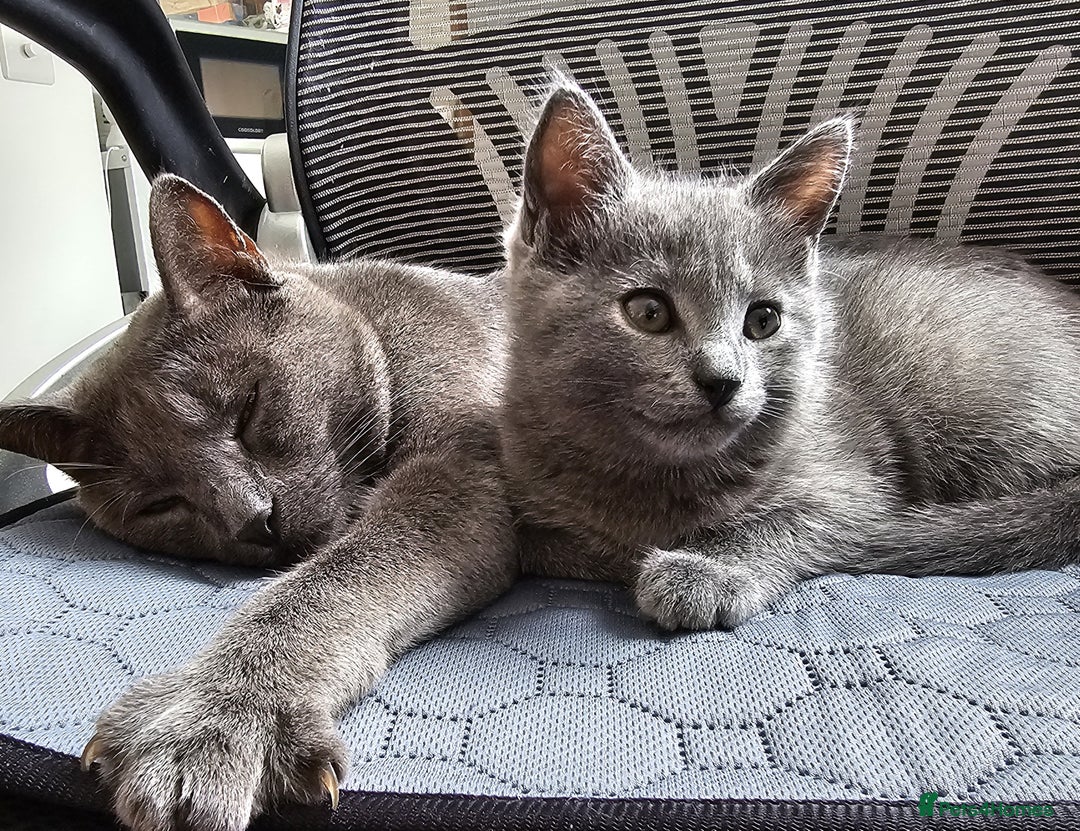 Chartreux cats for sale: 🌟Exclusive GCCF Chartreux Kitten – Elegant Amber - Image 5