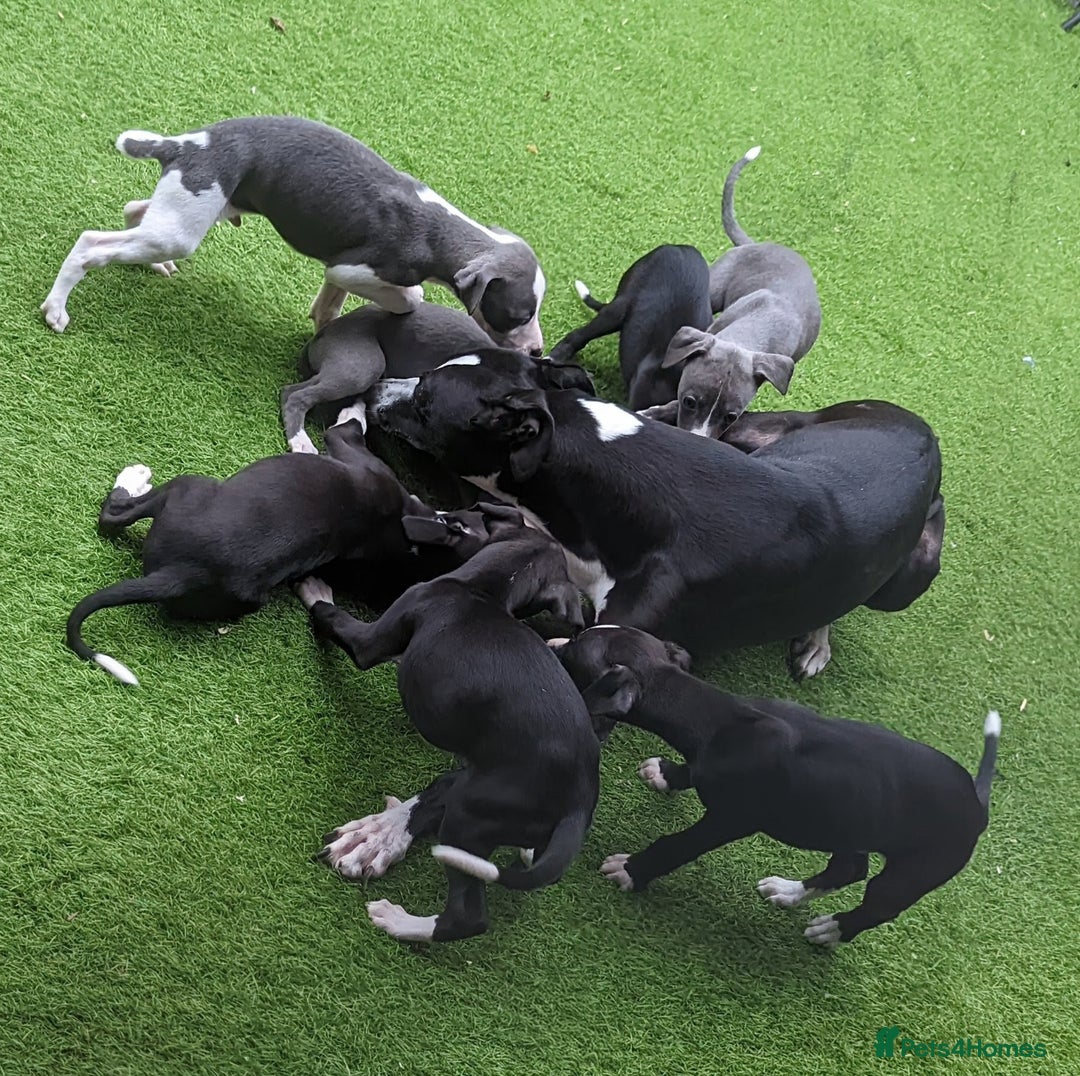 Whippet dogs for sale: Stunning whippet babies  - Image 3