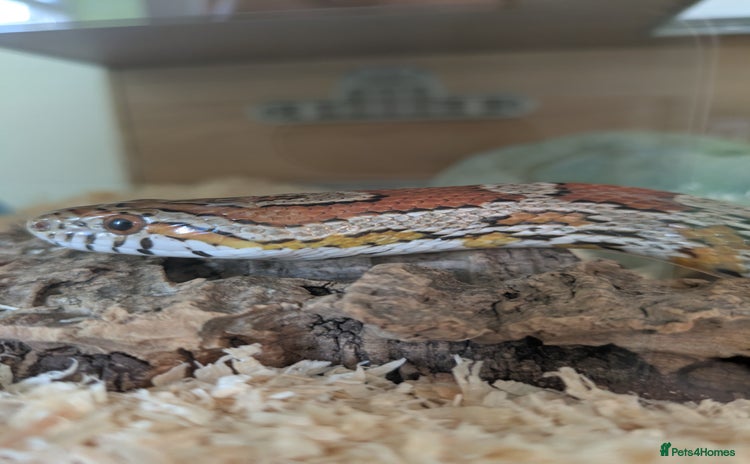 Corn Snake reptiles - Advert 1