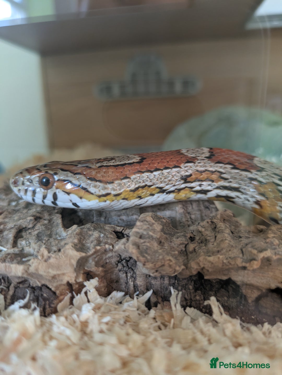 Corn Snake reptiles for sale: Corn Snake - Image 1