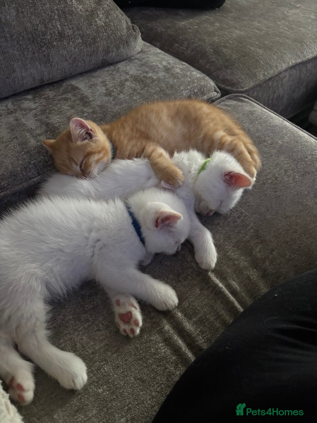 British Shorthair cats for sale: British short hair kittens  - Image 32