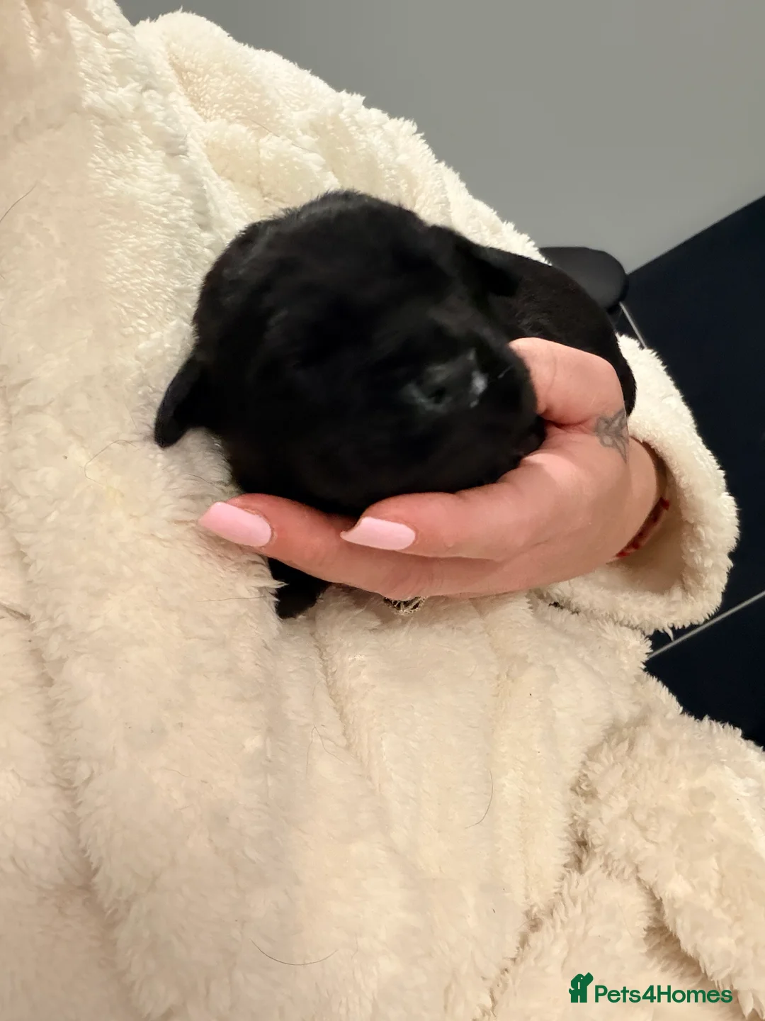 Cane Corso dogs for sale: Cane Corso puppy’s  - Advert 41