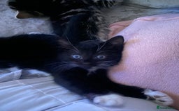 Mixed Breed cats for sale: Ready for new home 2 FEMALE KITTENS - Image 1