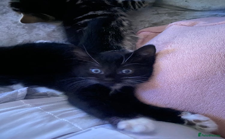 Mixed Breed cats - Advert 2