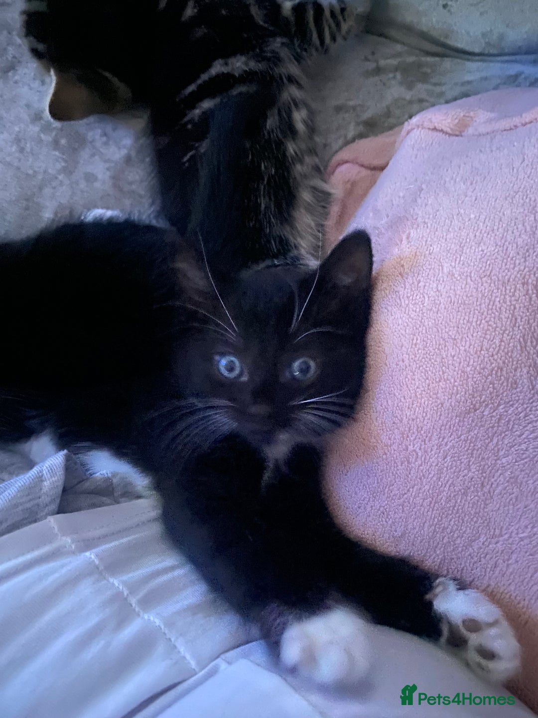 Mixed Breed cats for sale: Ready for new home 2 FEMALE KITTENS - Image 1