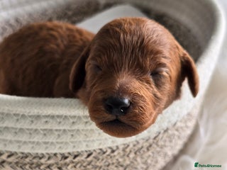 Cavapoo dogs - Advert 32