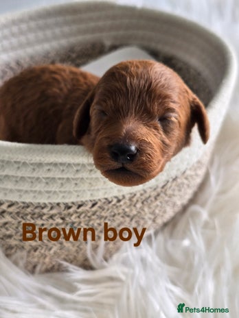 Cavapoo dogs - Advert 9