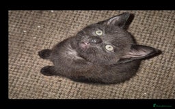 British Shorthair cats for sale: British shorthair cross kittens - Image 7