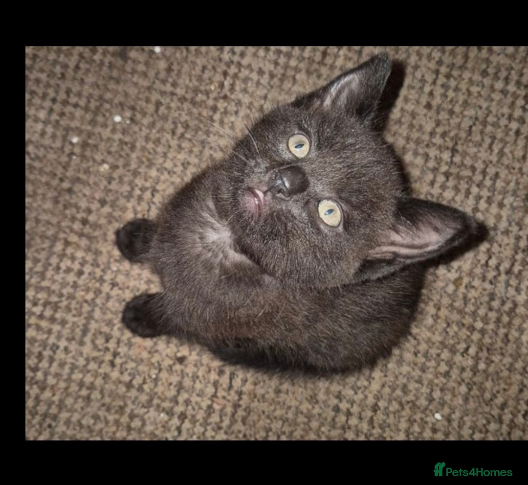 British Shorthair cats for sale: British shorthair cross kittens - Image 7