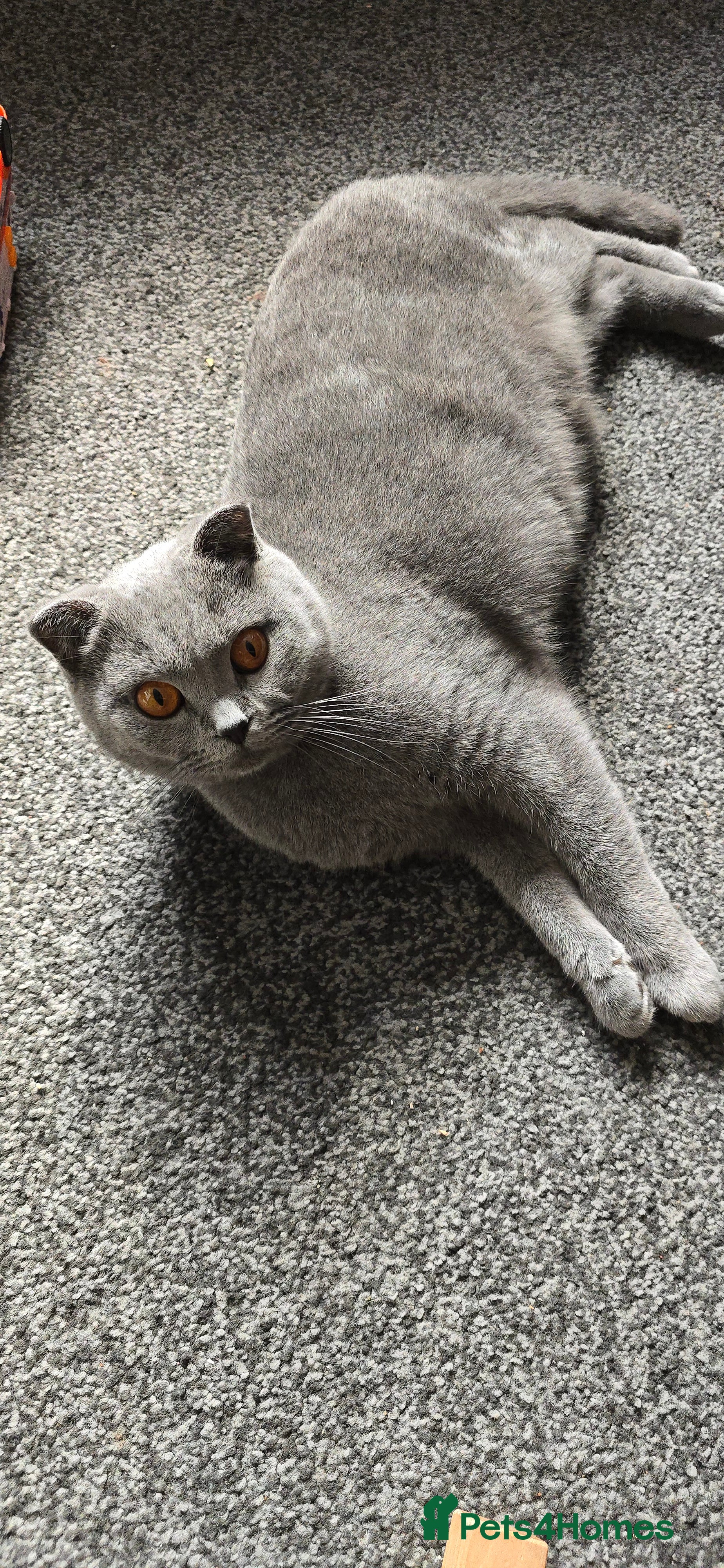 Scottish Fold cats Scottish fold  - Advert 11