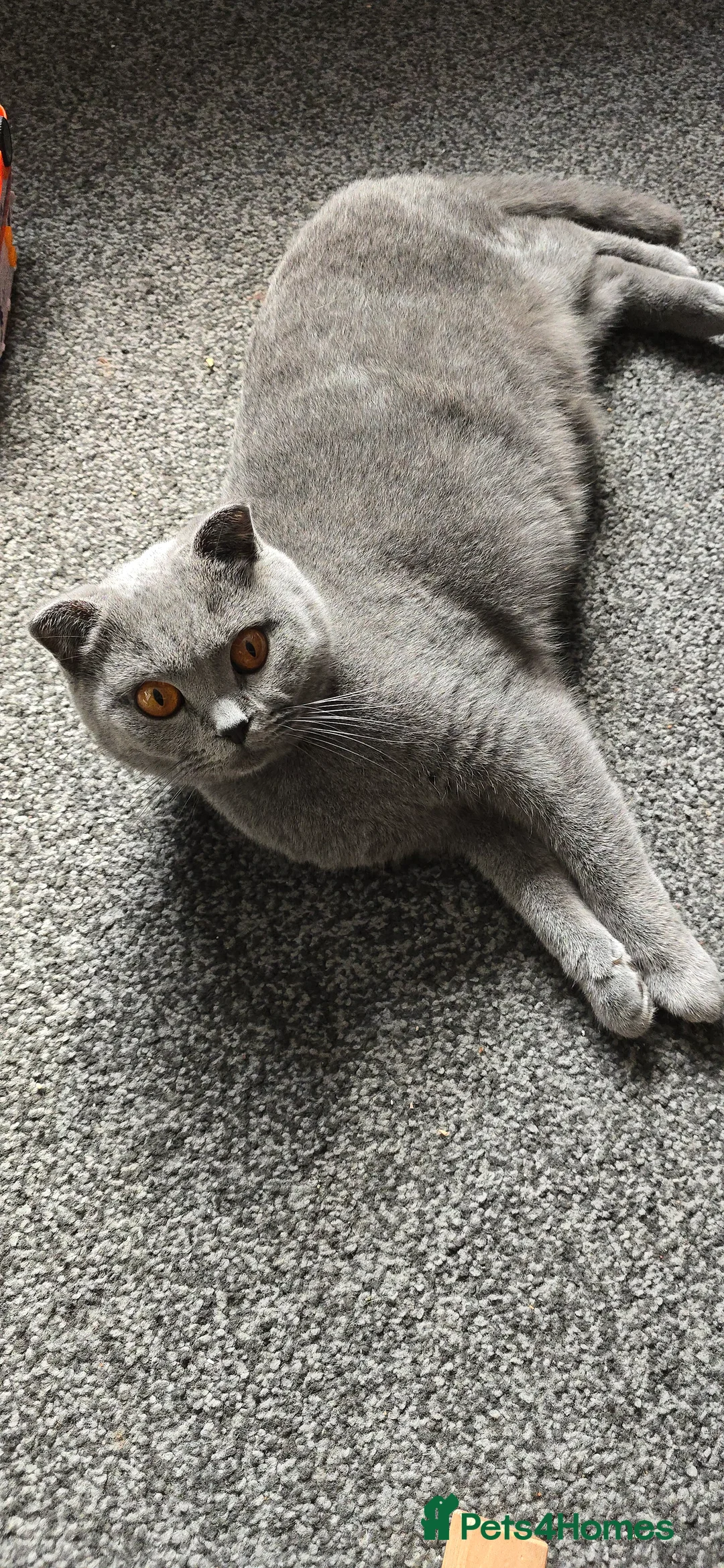 Scottish Fold cats for sale: Scottish fold  - Advert 1