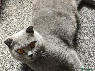 Scottish Fold cats Scottish fold - Advert 11