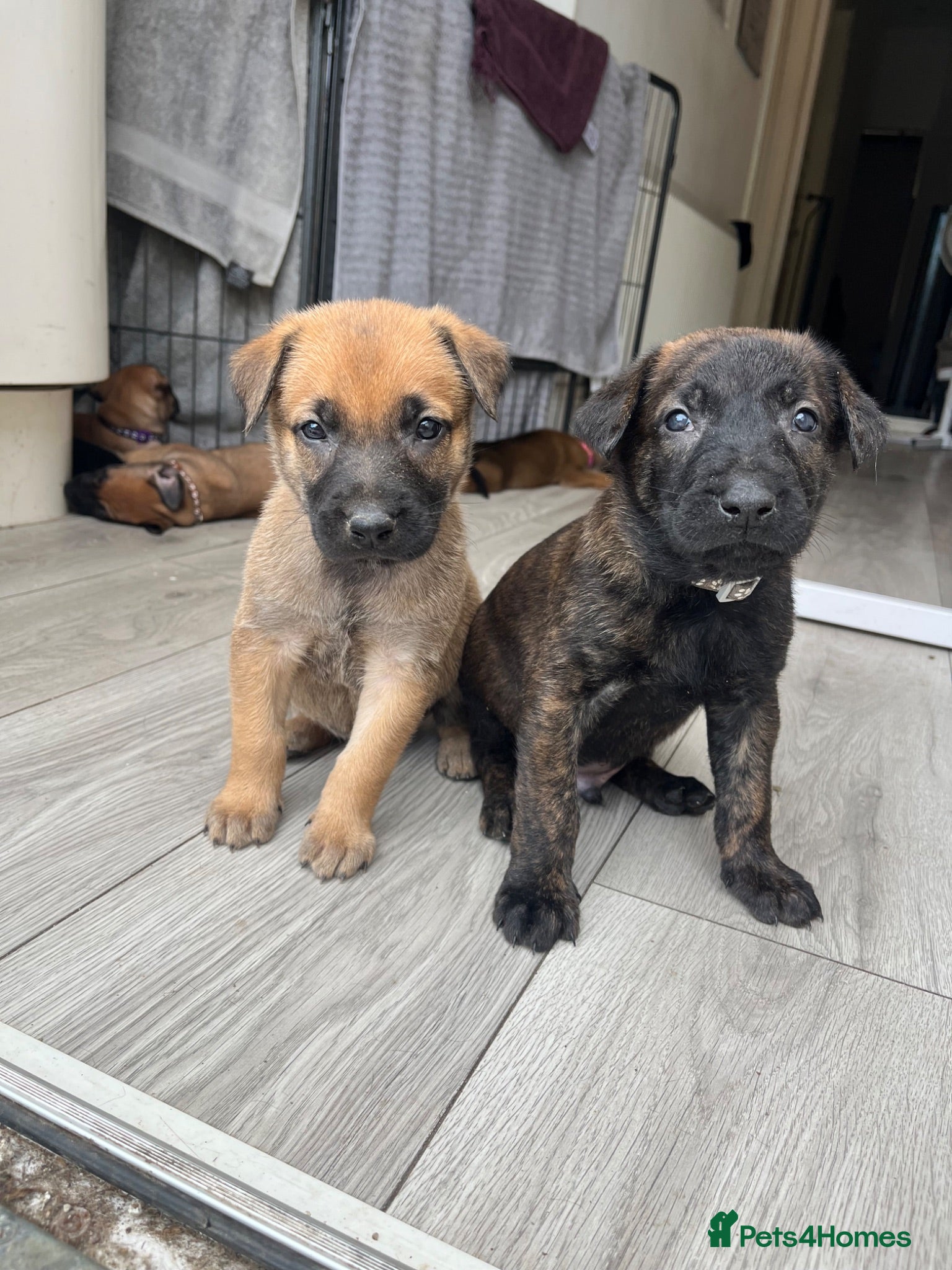 Mixed Breed dogs Dutch herder puppies - Advert 5