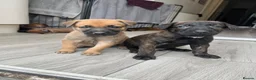 Mixed Breed dogs for sale: Dutch herder cross puppies - Advert 1