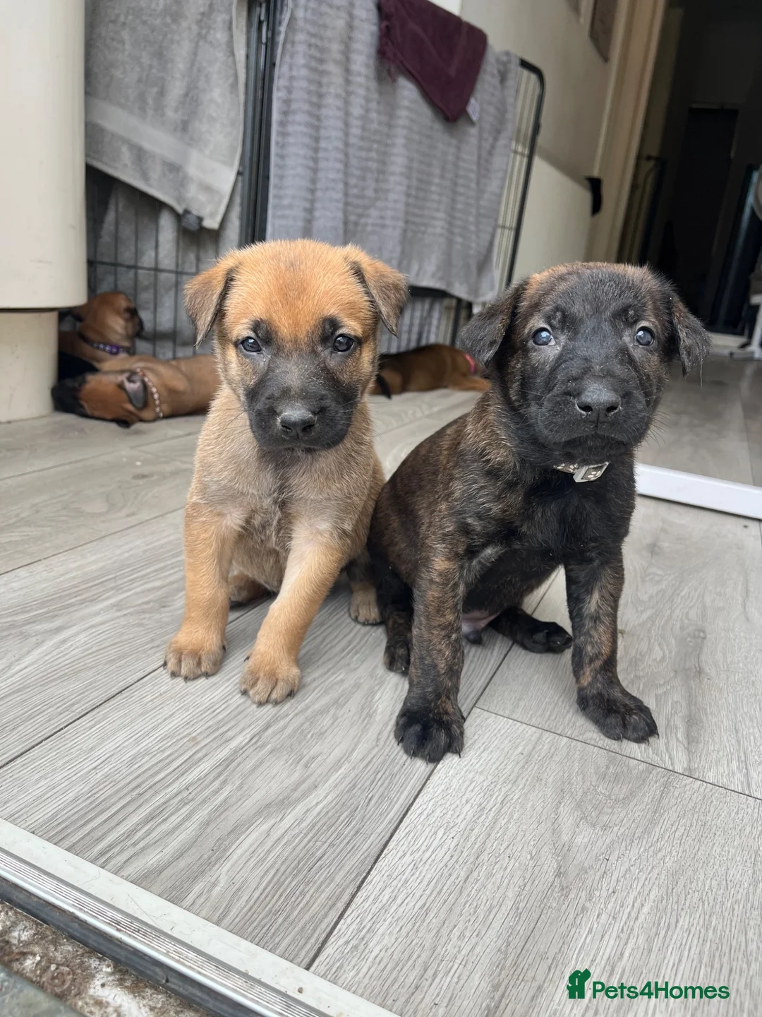 Mixed Breed dogs for sale: Dutch herder cross puppies - Advert 1