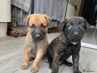 Mixed Breed dogs Dutch herder puppies - Advert 2