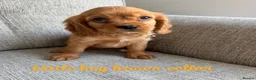 Cavalier King Charles Spaniel dogs for sale: Cavalier King Charles puppies  - Advert 4