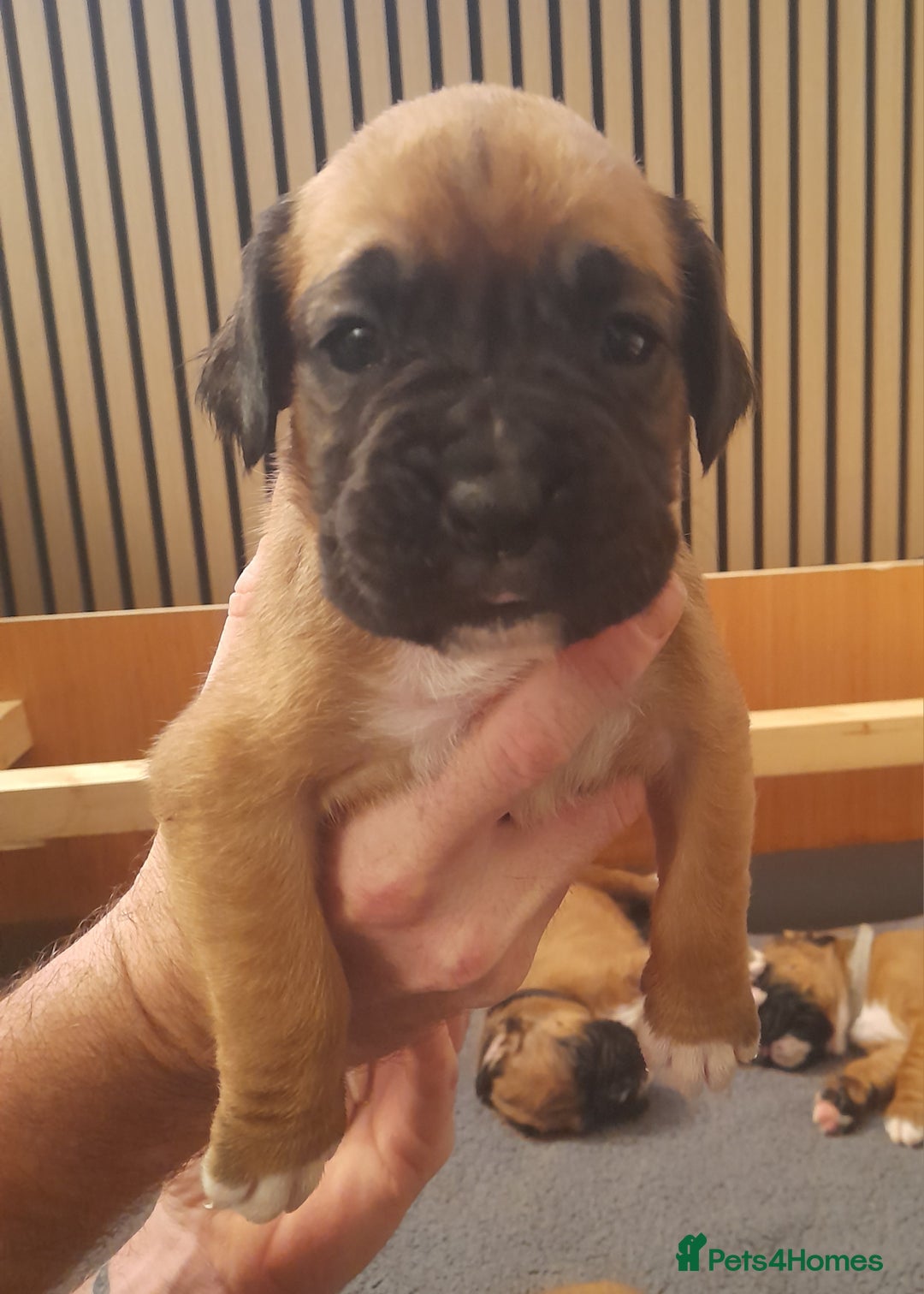 Boxer dogs for sale: Beautiful boxer pups for sale - Advert 6
