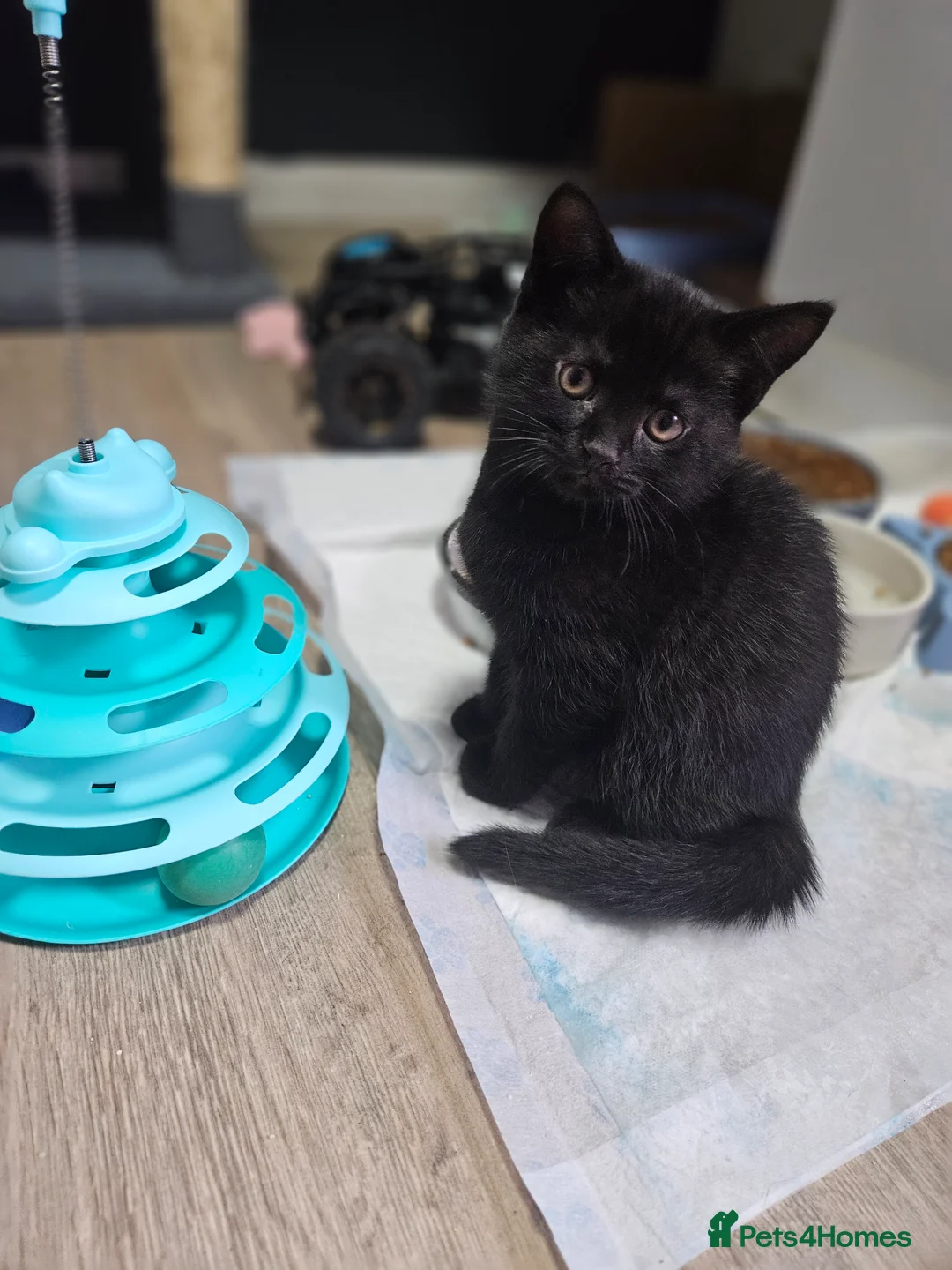 Mixed Breed cats for sale: mixed breed kittens - Advert 3