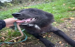 Mixed Breed dogs for adoption: Meet Matilda, currently residing in Cheshire  - Image 2