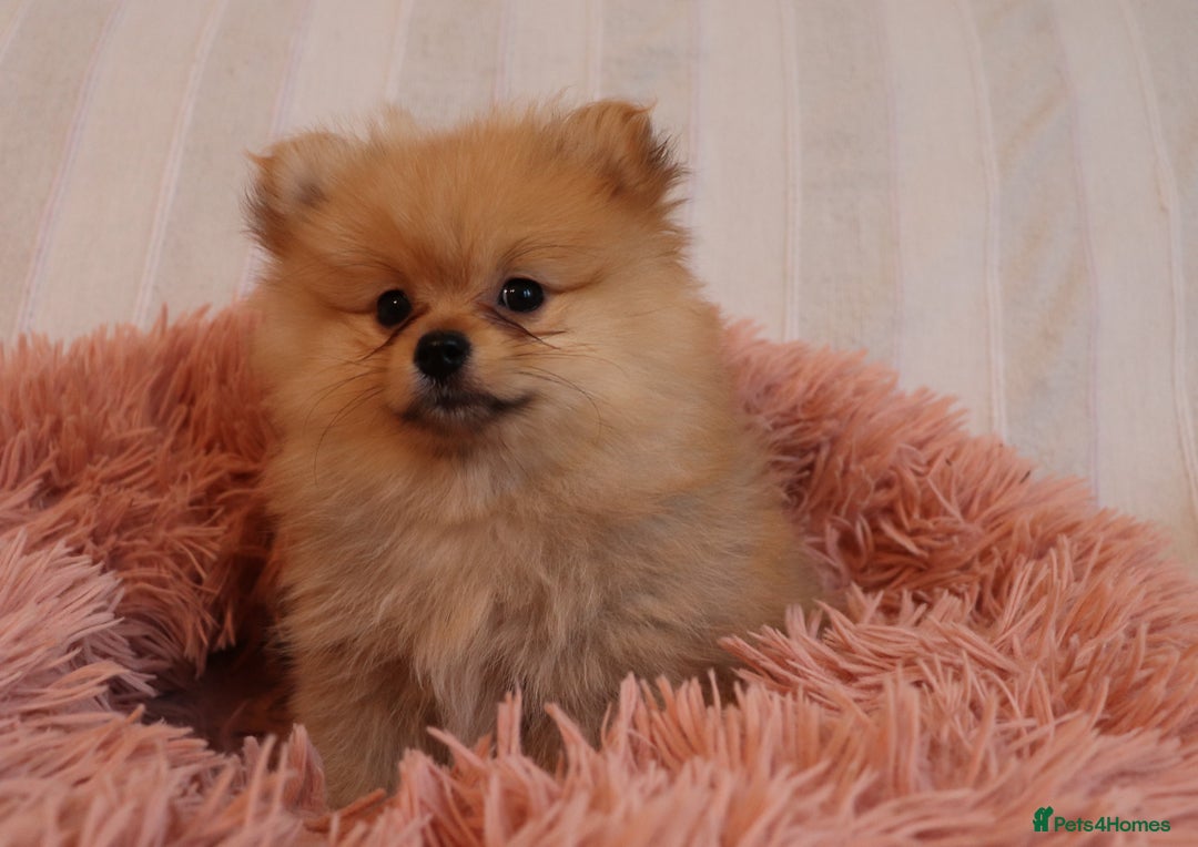 Pomeranian dogs for sale: Purebred Pomeranian Pups Raised with Love in LDN - Image 9