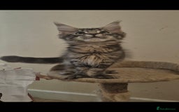 Maine Coon cats for sale: Male Maine Coon  - Image 1