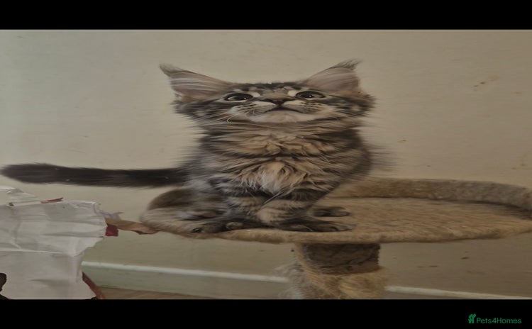 Maine Coon cats - Advert 10