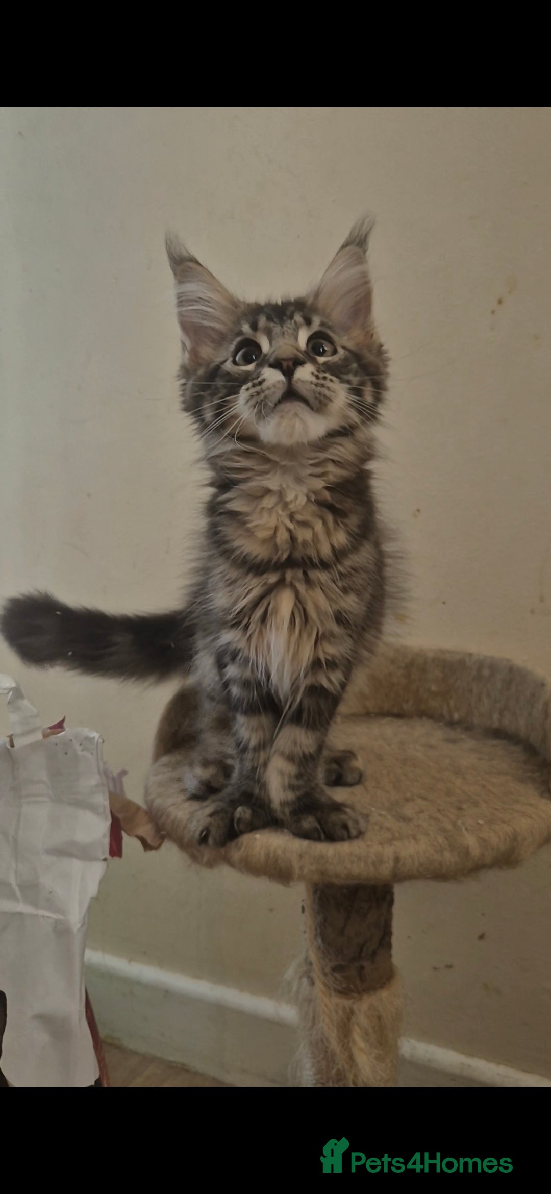 Maine Coon cats for sale: Male Maine Coon  - Image 1