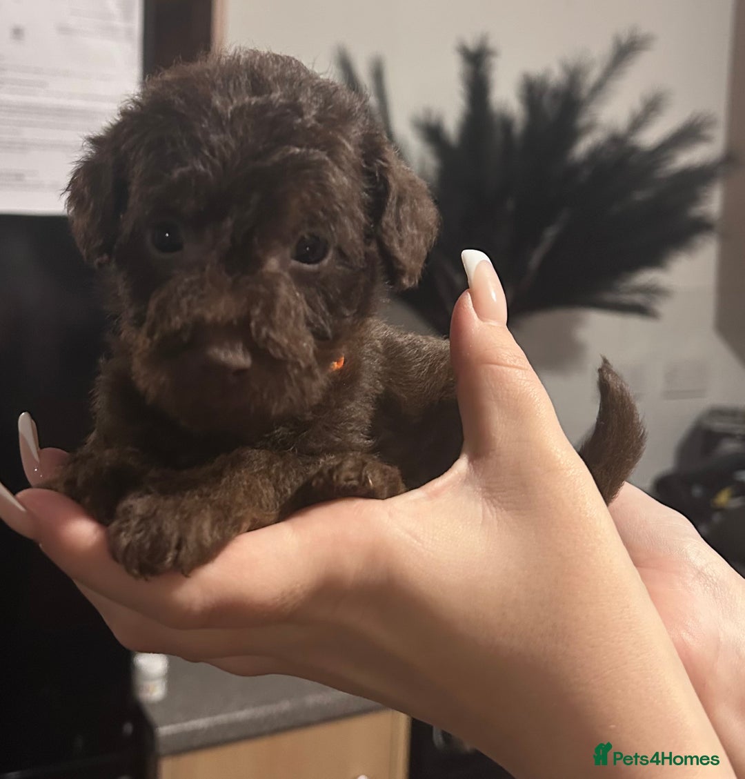 Mixed Breed dogs for sale: Patterpoos - Advert 1