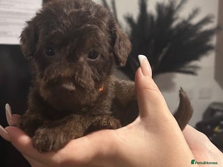 Mixed Breed dogs Patterpoos - Advert 6