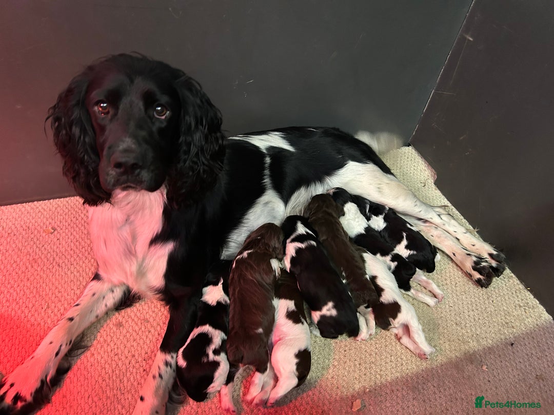 English Springer Spaniel dogs for sale: Springer Spaniel Puppies for sale  - Image 8