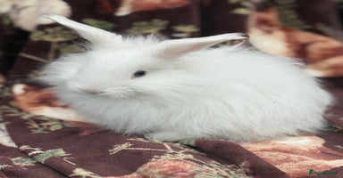 Mini Lop rabbits - Advert 15