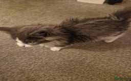 Ragdoll cats for sale: Ragdoll cross kittens  - Image 11