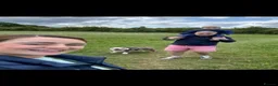 English Bulldog dogs for sale: Bertie Trio colour English bulldog  - Advert 3