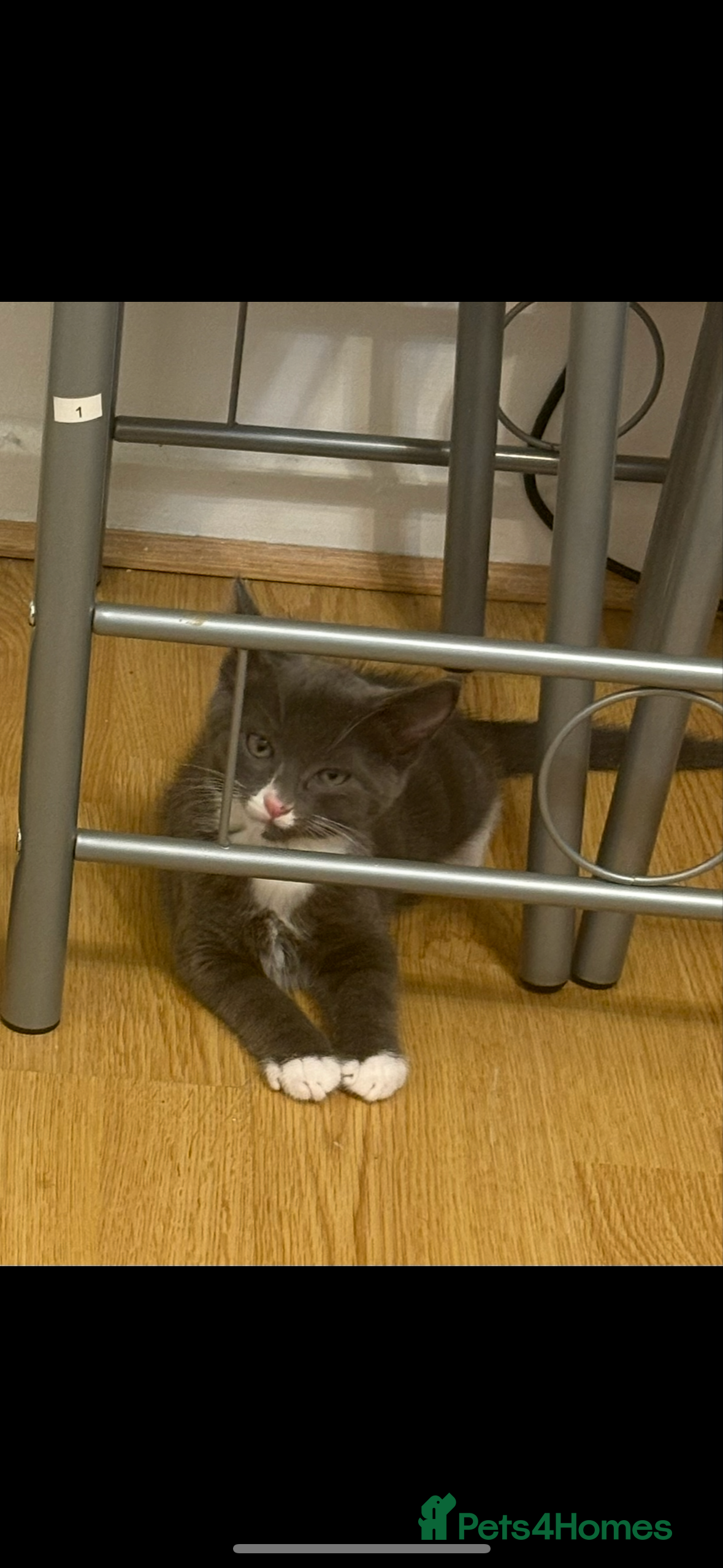 Kitten 2