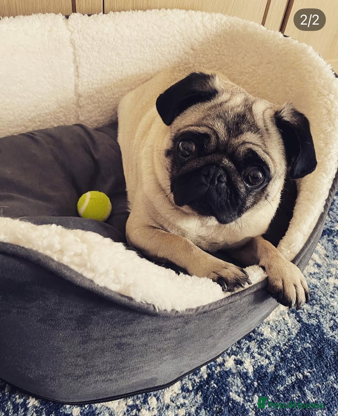 Pug dogs for sale: Pug Shirley  - Advert 3