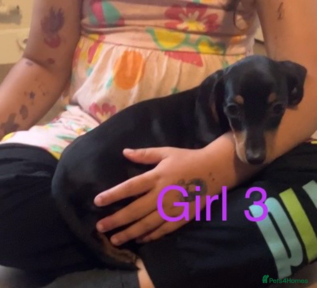 Dachshund dogs for sale: Dachshund puppies AVAILABLE NOW  - Image 14