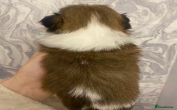 Shih Tzu dogs for sale: Imperial shitzhu pups  born on the 17 of October - Image 9