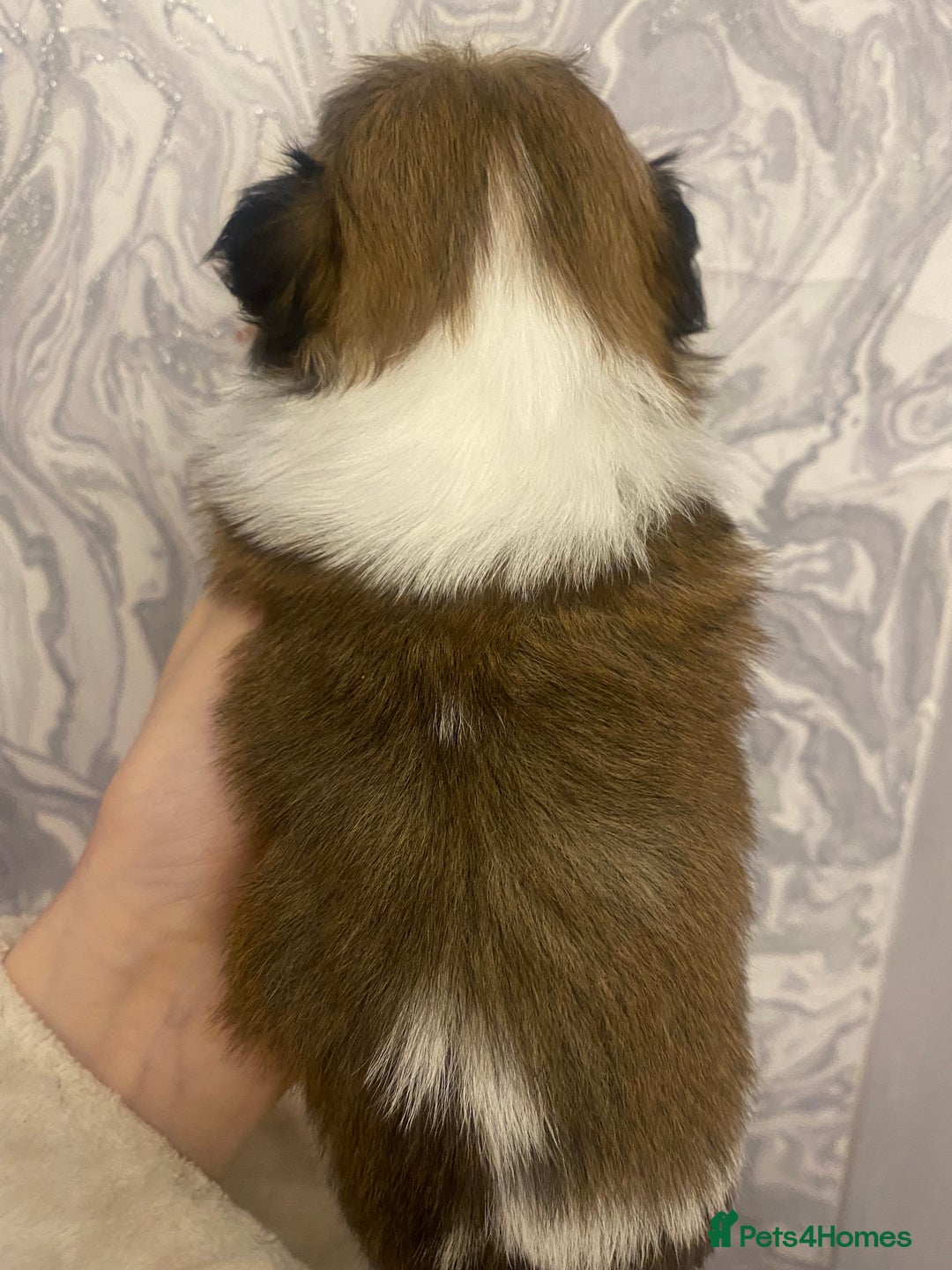 Shih Tzu dogs for sale: Imperial shitzhu pups  born on the 17 of October - Image 9