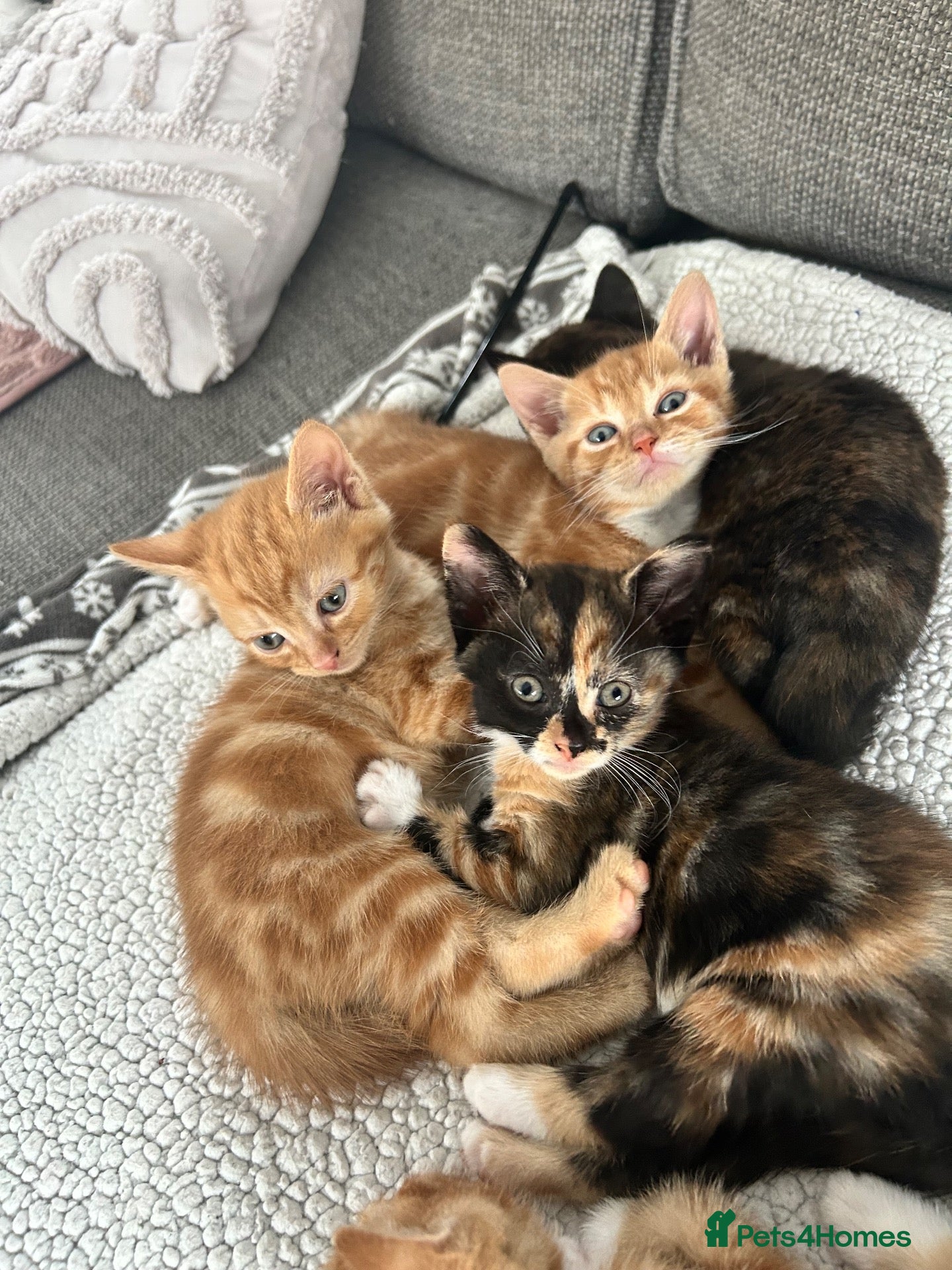 British Shorthair cats 4 beautiful kittens for sale  - Advert 4