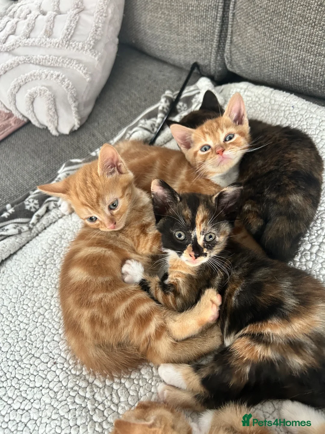British Shorthair cats for sale: 4 beautiful kittens for sale  - Advert 1