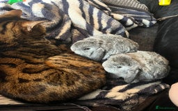 Bengal cats for sale: 11yr old Castrated Bengal male - Image 3
