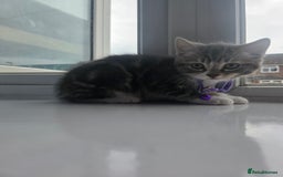 British Shorthair cats for sale: Cutie and cozy kittens are ready to join your home - Image 4