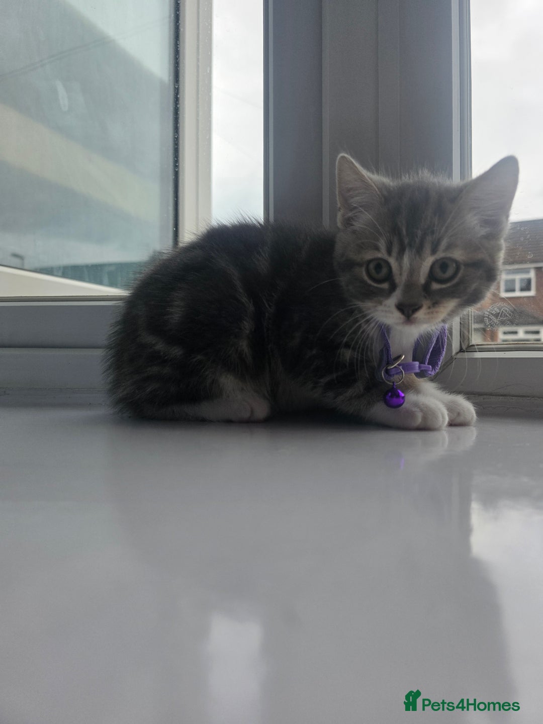 British Shorthair cats for sale: Cutie and cozy kittens are ready to join your home - Image 4